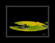 Frog on a Lily Pad